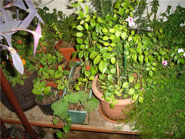 mali kaktus